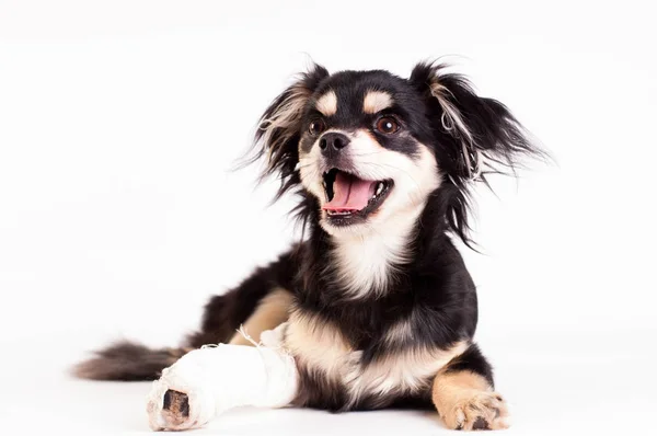 Lindo perrito sobre fondo blanco en el estudio —  Fotos de Stock