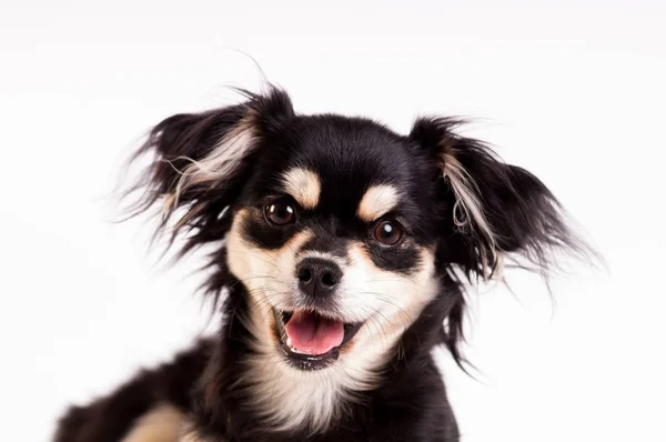 Niedlicher kleiner Hund auf weißem Hintergrund im Studio — Stockfoto