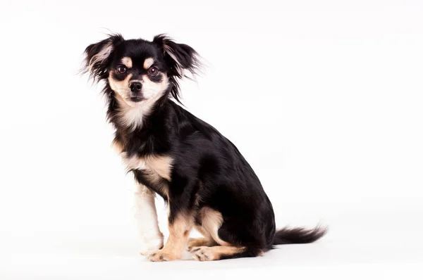 Lindo perrito sobre fondo blanco en el estudio —  Fotos de Stock