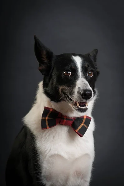 Mischlingshund schwarz-weiß im Atelier — Stockfoto