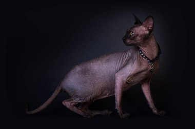 Siyah Sfenks portre kedi