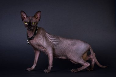 Siyah Sfenks portre kedi