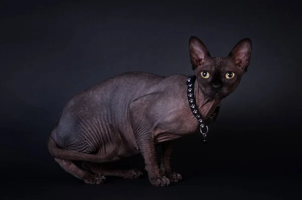 Esfinge negro retrato gato —  Fotos de Stock