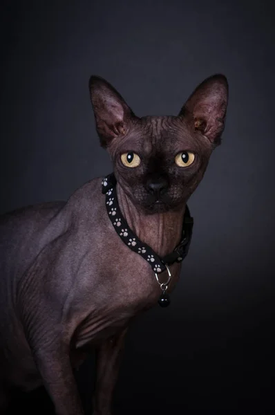 Preto esfinge retrato gato — Fotografia de Stock