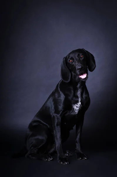 Siyah köpek portre — Stok fotoğraf