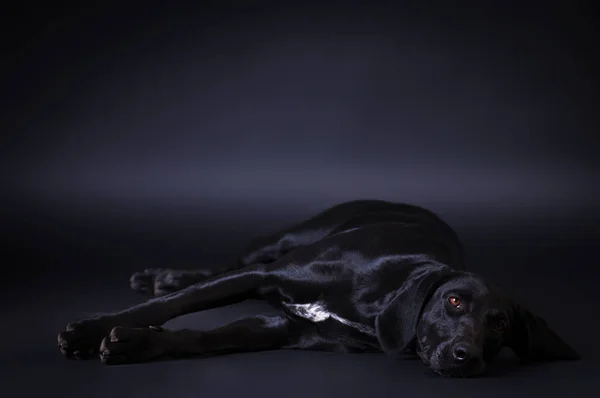 Retrato de cão preto — Fotografia de Stock