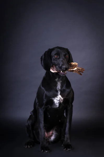 Retrato de perro negro —  Fotos de Stock