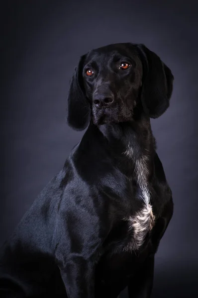 Porträt eines schwarzen Hundes — Stockfoto