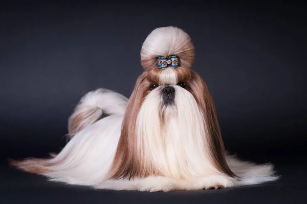 Shih tzu kutya portré stúdió — Stock Fotó