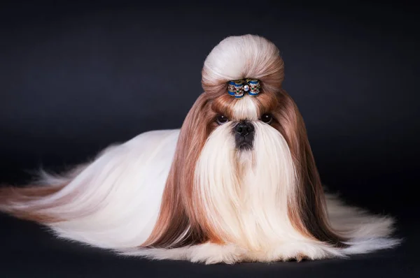 Shih tzu retrato de perro en el estudio — Foto de Stock