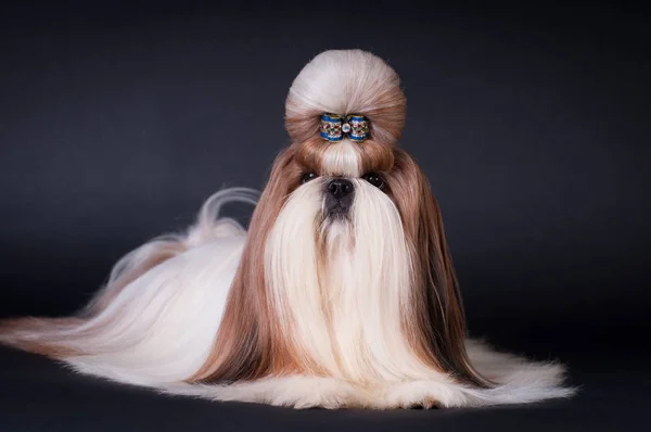 Foto anjing Shih tzu di studio — Stok Foto