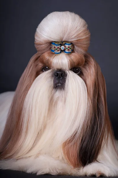 Портрет собаки Ши Цзы в студии — стоковое фото