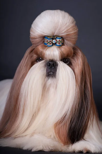 Shih tzu retrato do cão no estúdio — Fotografia de Stock