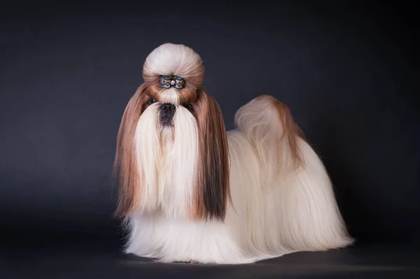 Портрет собаки Ши Цзы в студии — стоковое фото