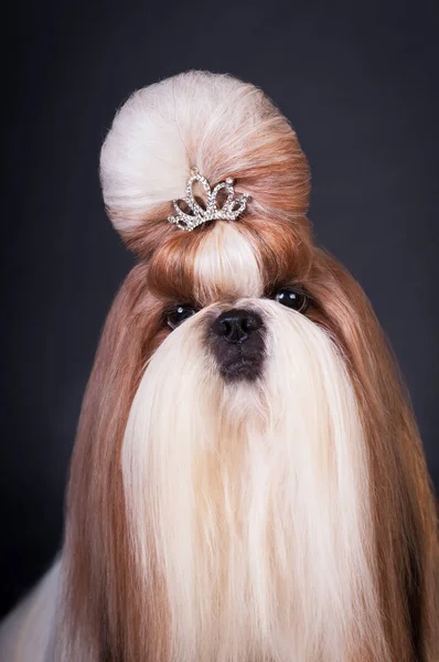 รูปสุนัขชิสุที่สตูดิโอ — ภาพถ่ายสต็อก