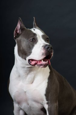 Staffordshire terrier potrait stüdyoda siyah arka plan üzerine