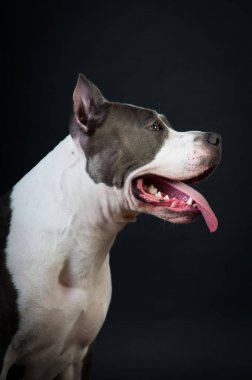 Staffordshire terrier potrait stüdyoda siyah arka plan üzerine