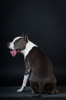 Staffordshire terrier potrait stüdyoda siyah arka plan üzerine