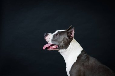 Staffordshire terrier potrait stüdyoda siyah arka plan üzerine