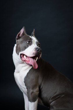 Staffordshire terrier potrait stüdyoda siyah arka plan üzerine