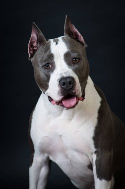Staffordshire terrier potrait stüdyoda siyah arka plan üzerine