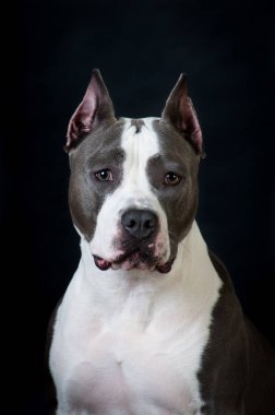 Staffordshire terrier potrait stüdyoda siyah arka plan üzerine