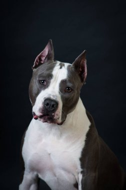 Staffordshire terrier potrait stüdyoda siyah arka plan üzerine
