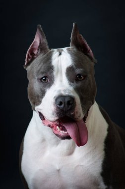 Staffordshire terrier potrait stüdyoda siyah arka plan üzerine