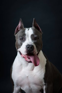 Staffordshire terrier potrait stüdyoda siyah arka plan üzerine