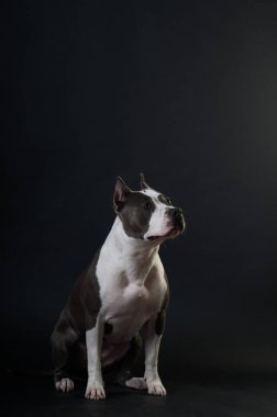 Staffordshire terrier potrait stüdyoda siyah arka plan üzerine