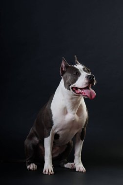 Staffordshire terrier potrait stüdyoda siyah arka plan üzerine