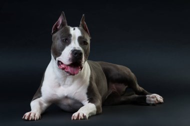 Staffordshire terrier potrait stüdyoda siyah arka plan üzerine