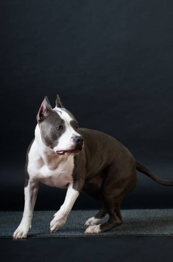 Staffordshire terrier potrait stüdyoda siyah arka plan üzerine
