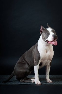 Staffordshire terrier potrait stüdyoda siyah arka plan üzerine