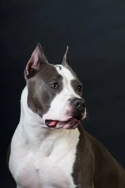 Staffordshire Terriër potrait op zwarte achtergrond in de studio — Stockfoto