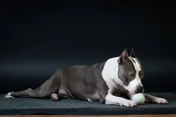 Staffordshire terrier potrait sobre fondo negro en el estudio —  Fotos de Stock