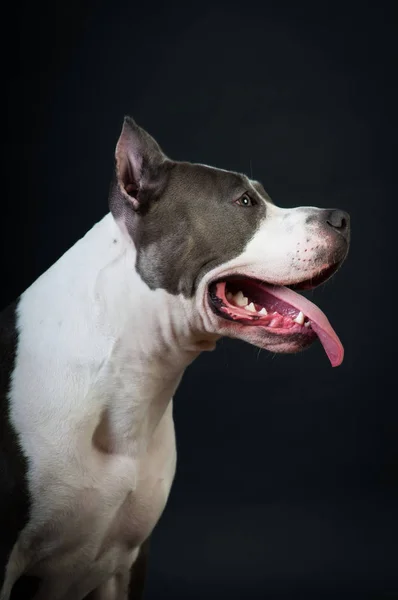 Staffordshire Terrier Potrait auf schwarzem Hintergrund im Studio — Stockfoto