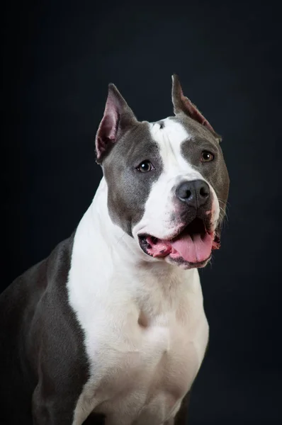 Staffordshire terrier potrait sobre fondo negro en el estudio —  Fotos de Stock