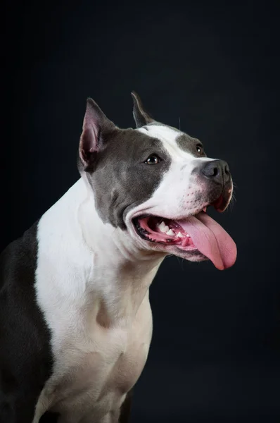 Staffordshire Terrier Potrait auf schwarzem Hintergrund im Studio — Stockfoto