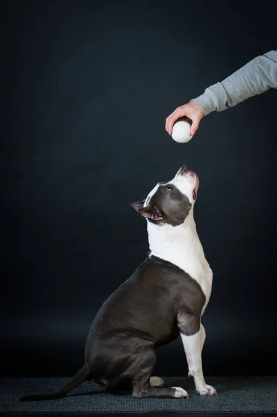 Staffordshire terrier potrait sobre fondo negro en el estudio — Foto de Stock