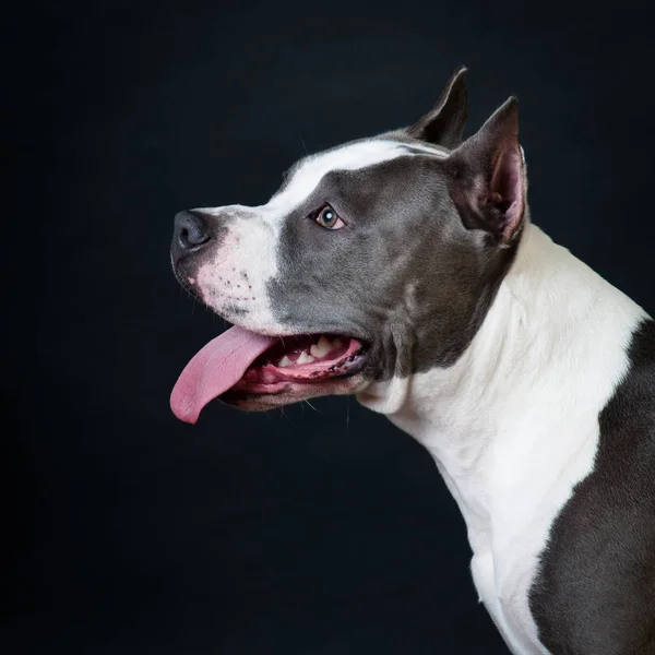 Staffordshire terrier potrait sobre fondo negro en el estudio —  Fotos de Stock