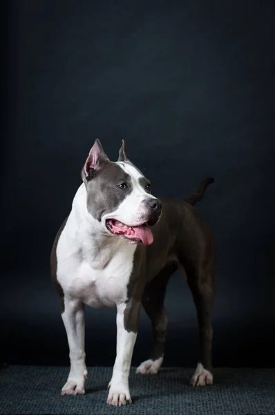 Staffordshire terrier potrait sobre fondo negro en el estudio —  Fotos de Stock