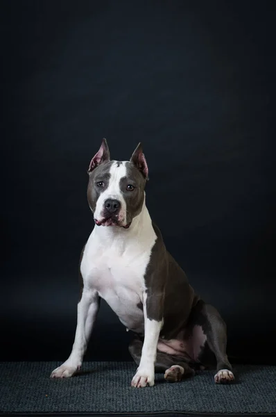 Staffordshire terrier potrait sobre fondo negro en el estudio —  Fotos de Stock