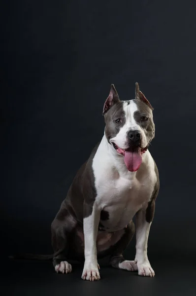 Staffordshire terrier potrait sobre fondo negro en el estudio —  Fotos de Stock