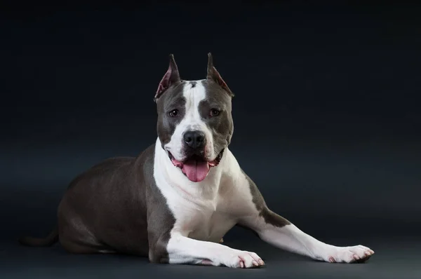 Staffordshire Terrier Potrait auf schwarzem Hintergrund im Studio — Stockfoto