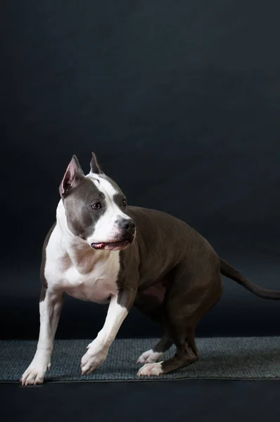 Staffordshire Terriër potrait op zwarte achtergrond in de studio — Stockfoto