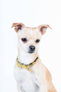 Stüdyoda beyaz arka plan üzerinde beyaz köpeği