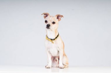 Stüdyoda beyaz arka plan üzerinde beyaz köpeği