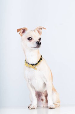 Stüdyoda beyaz arka plan üzerinde beyaz köpeği