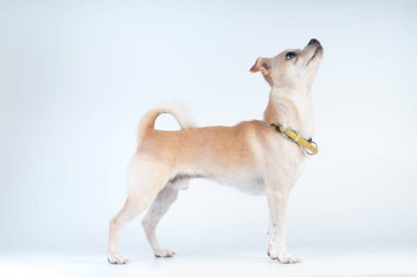 Stüdyoda beyaz arka plan üzerinde beyaz köpeği
